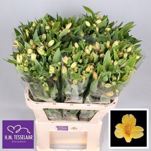ALSTROEMERIA TONATIUH 75